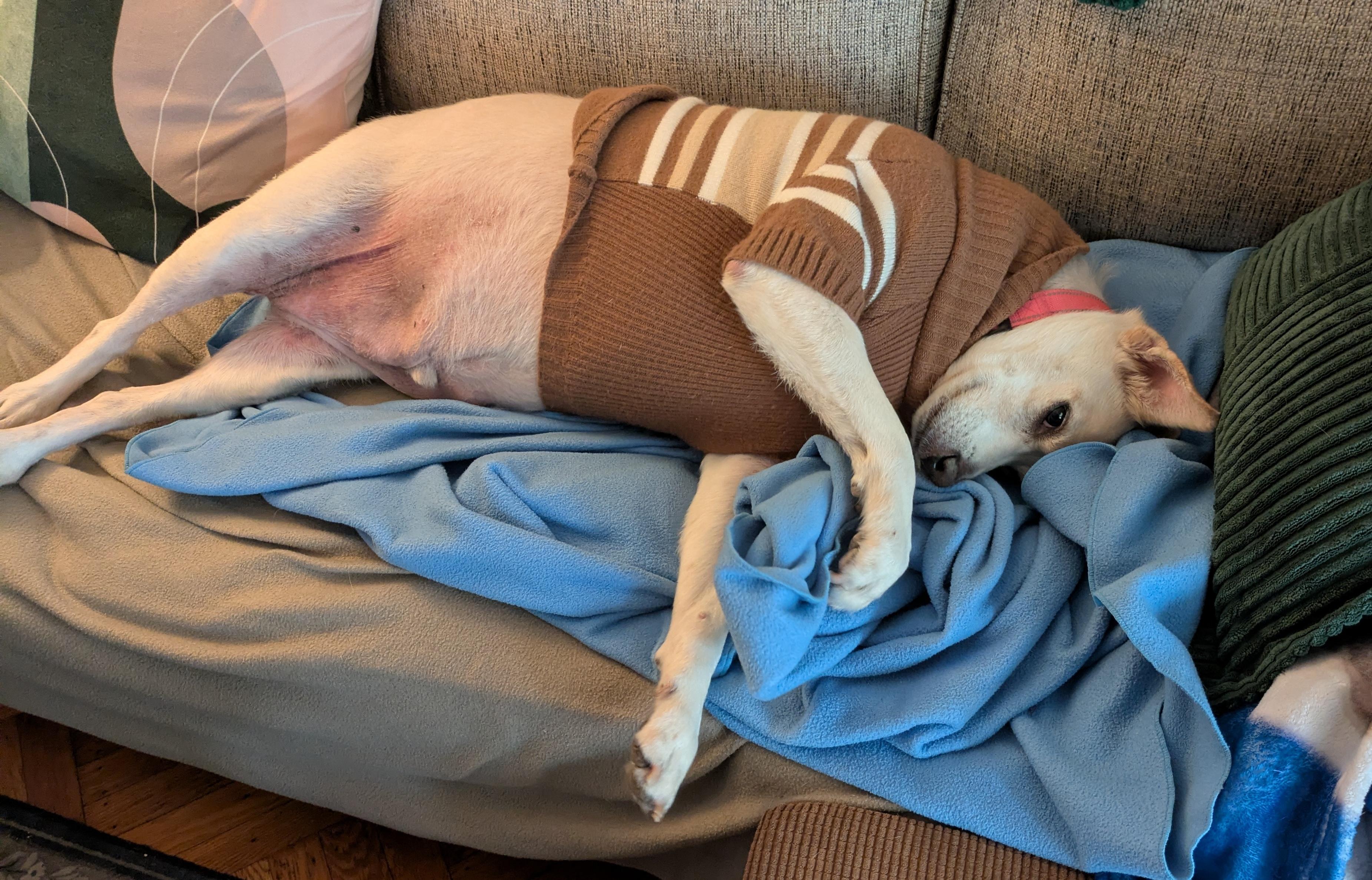 Enlarge Buddy, a Adoptable mixed breed in Brooklyn, NY image 4/5