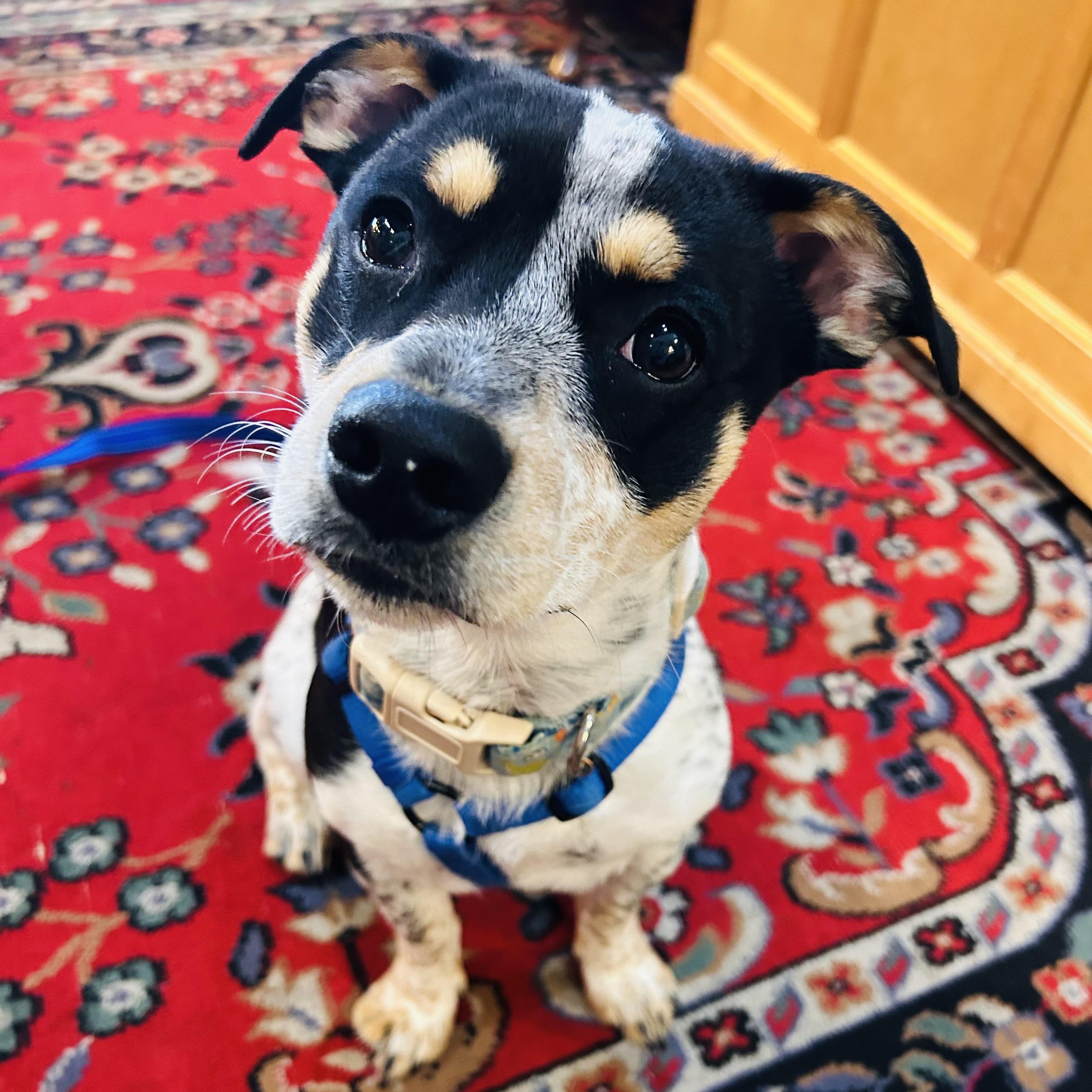 Enlarge Rubble, a Adoptable mixed breed in Salem, OR image 4/6