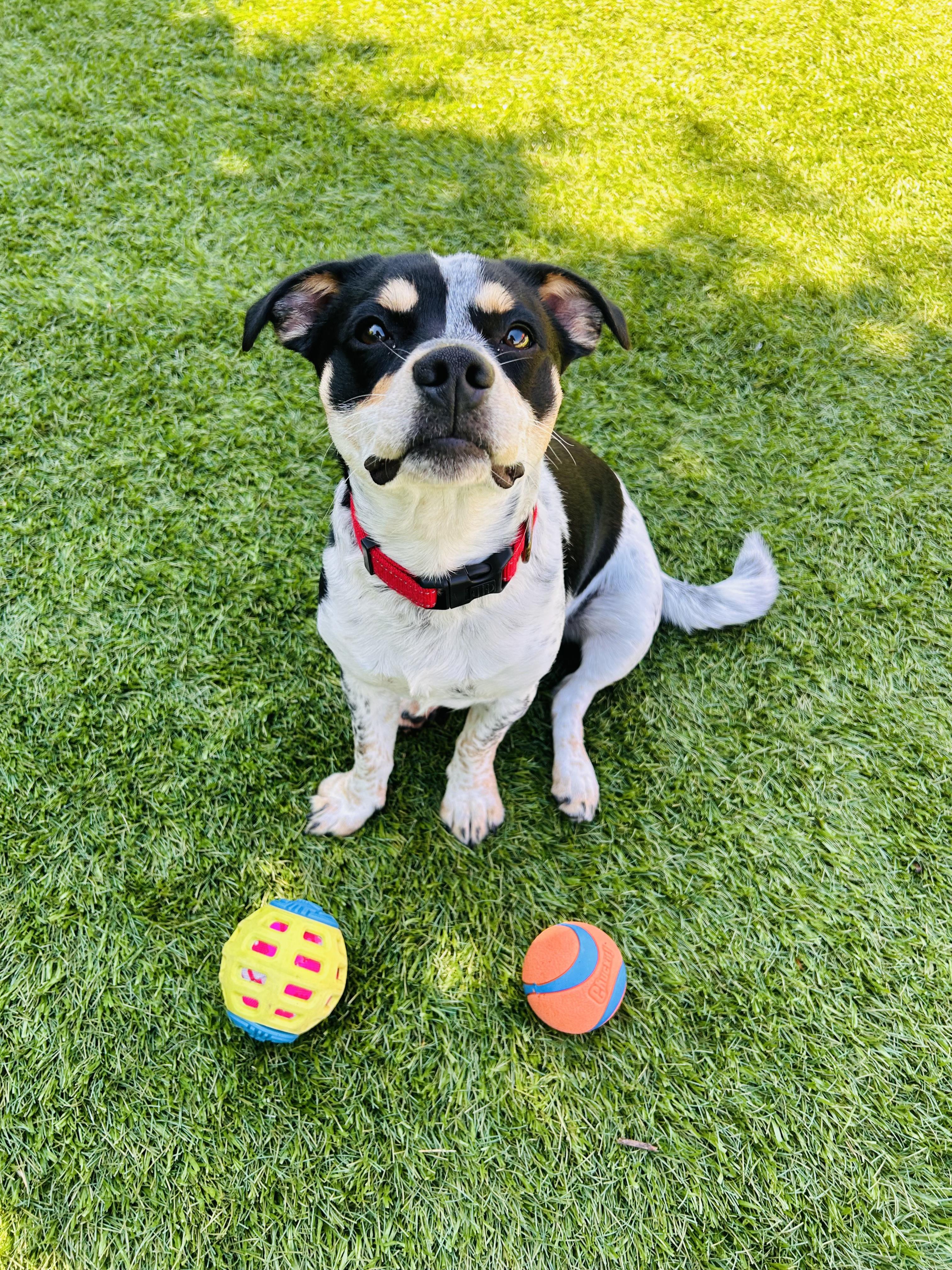 Enlarge Rubble, a Adoptable mixed breed in Salem, OR image 5/6