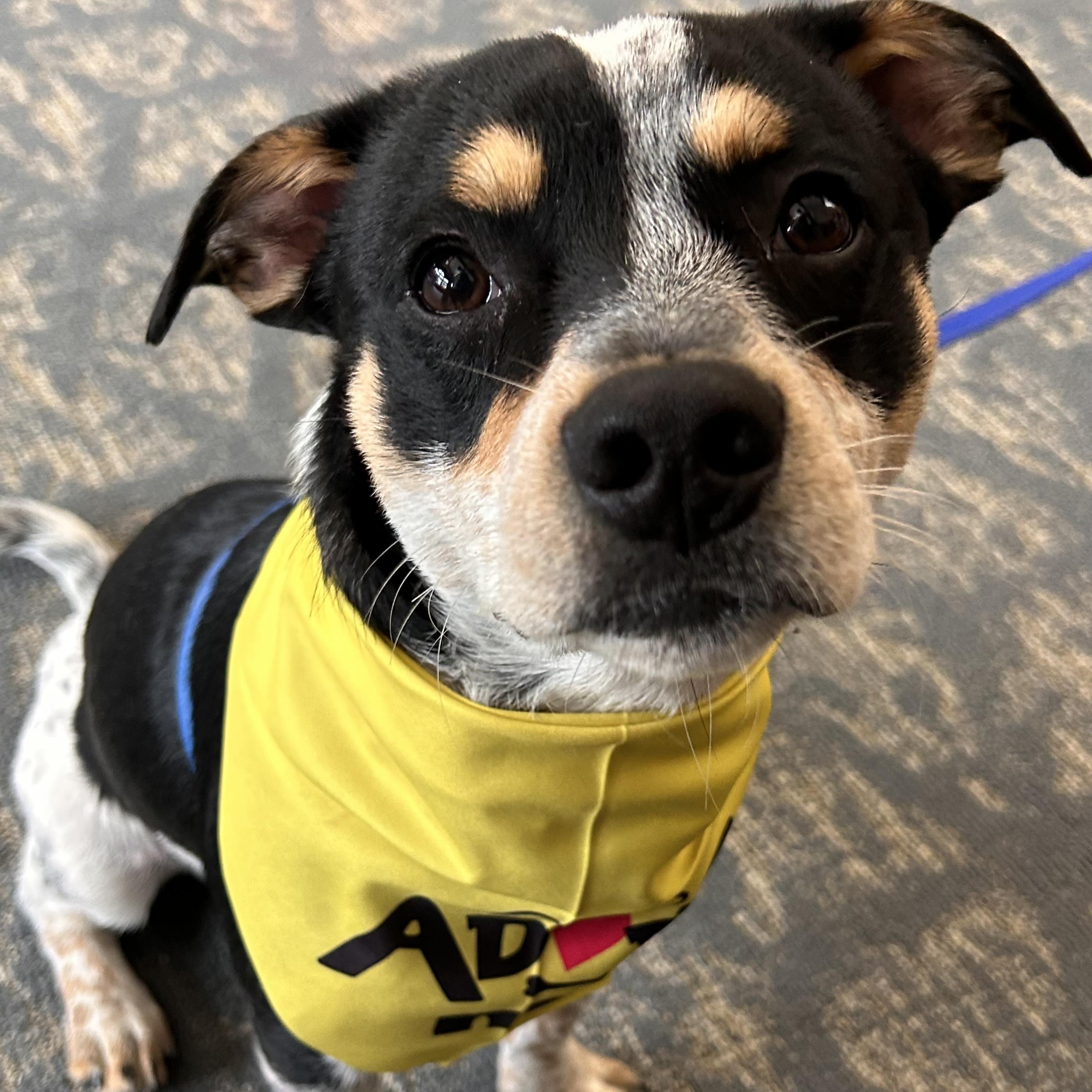 Rubble, Adoptable, Puppy Male Mixed Breed.