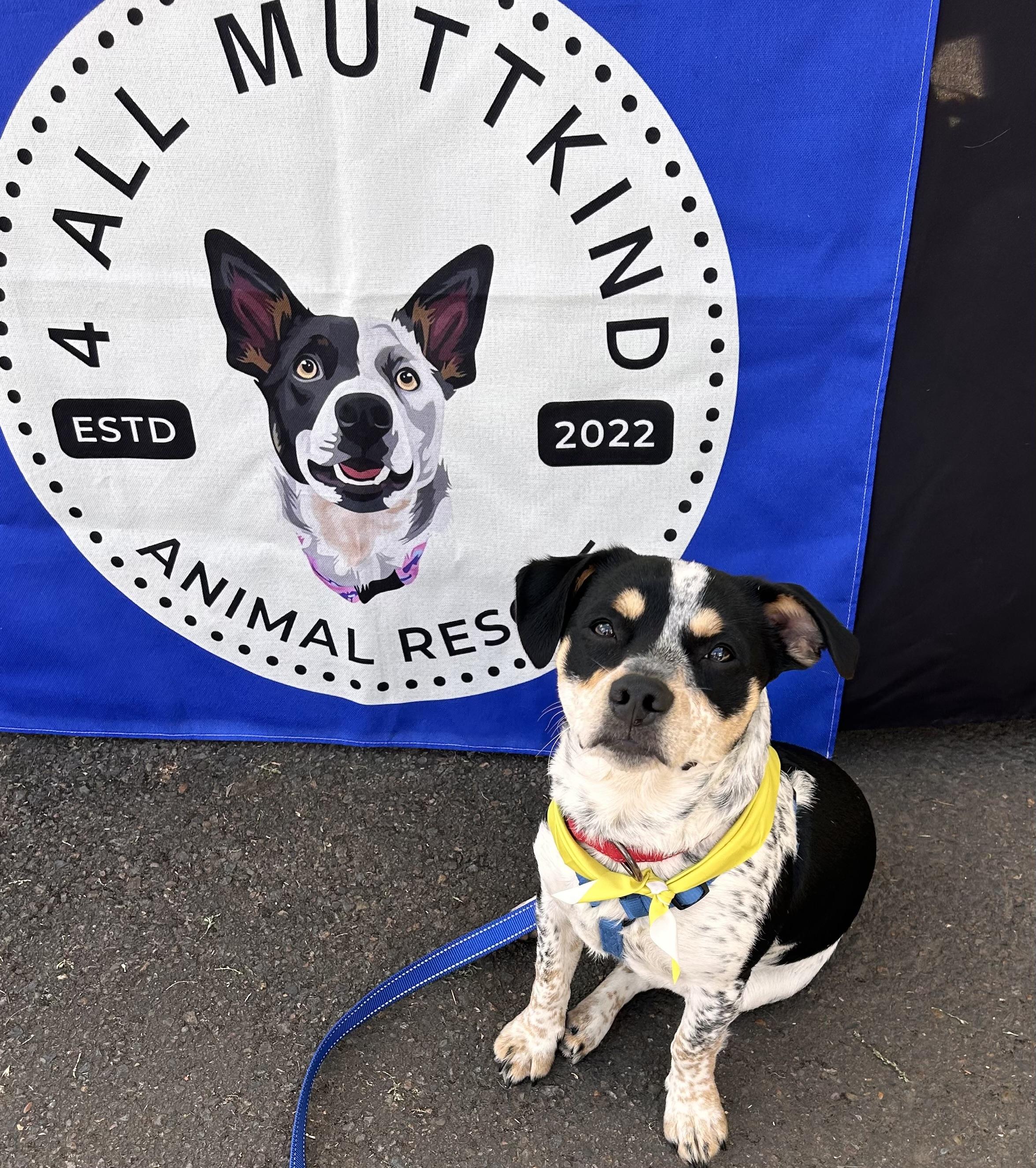 Enlarge Rubble, a Adoptable mixed breed in Salem, OR image 3/6