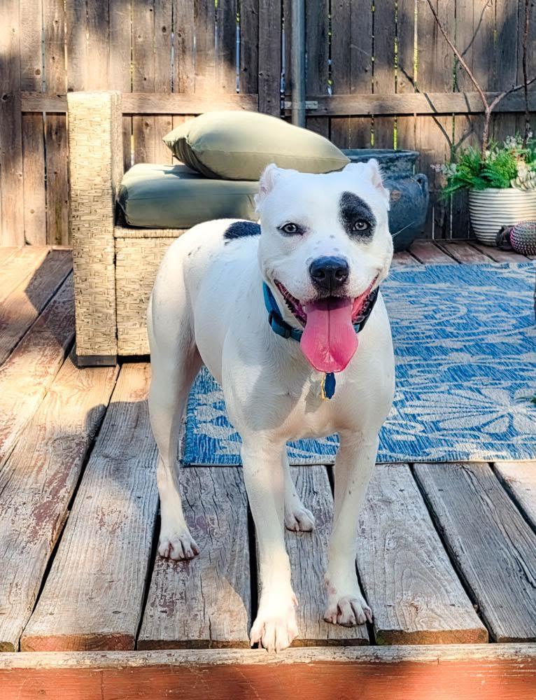 Winnie, Adoptable, Adult Female Pit Bull Terrier.