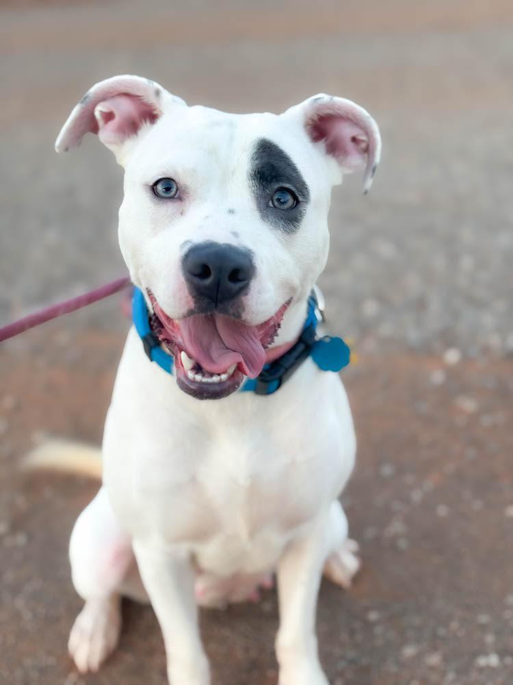 Enlarge Winnie, a Adoptable Pit Bull Terrier in Piedmont, OK image 3/4