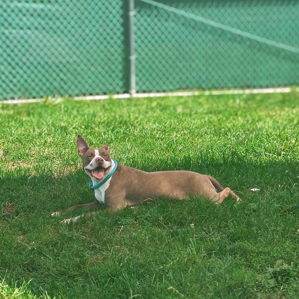 Enlarge Kordi, a Adoptable Pit Bull Terrier in Harrisonburg, VA image 1/6