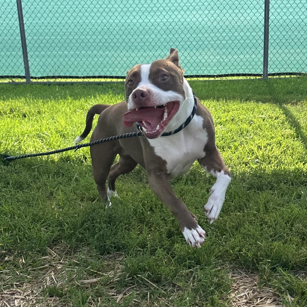 Kordi, Adoptable, Adult Female Pit Bull Terrier.