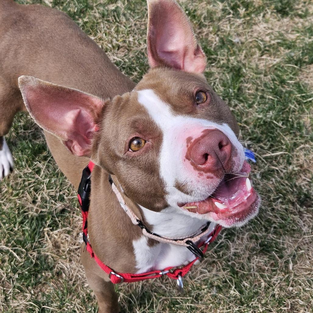 Enlarge Kordi, a Adoptable Pit Bull Terrier in Harrisonburg, VA image 3/6