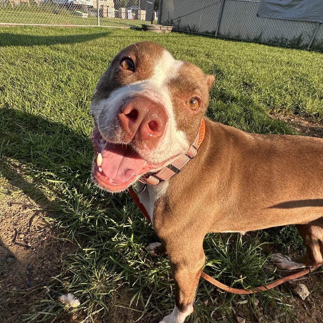 Enlarge Kordi, a Adoptable Pit Bull Terrier in Harrisonburg, VA image 2/5