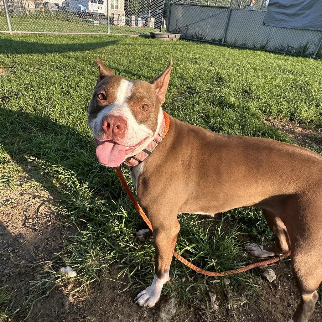 Enlarge Kordi, a Adoptable Pit Bull Terrier in Harrisonburg, VA image 3/5