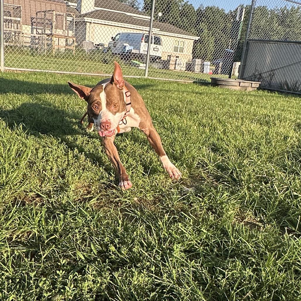 Enlarge Kordi, a Adoptable Pit Bull Terrier in Harrisonburg, VA image 4/5