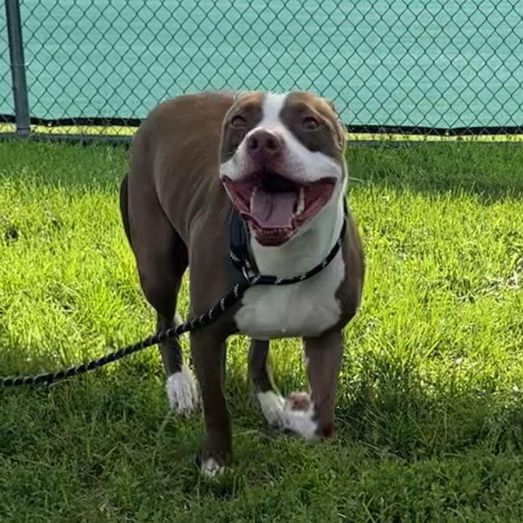 Enlarge Kordi, a Adoptable Pit Bull Terrier in Harrisonburg, VA image 5/5