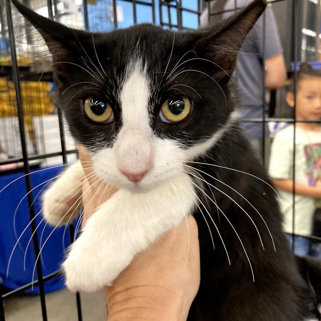 Mr. White thumbnail 2