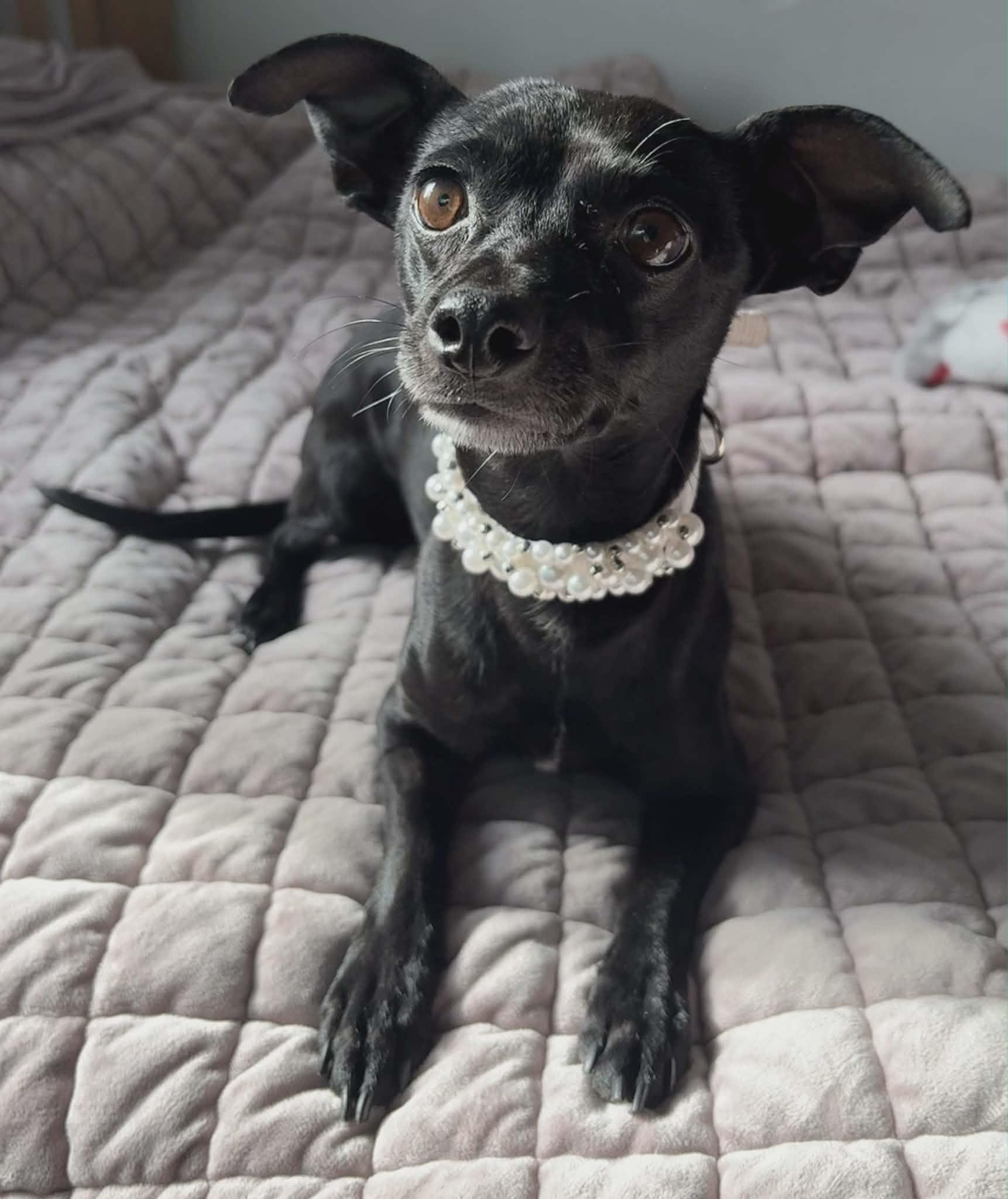 Peggy, an adopted mixed breed in Ellicott City, MD image 1/4