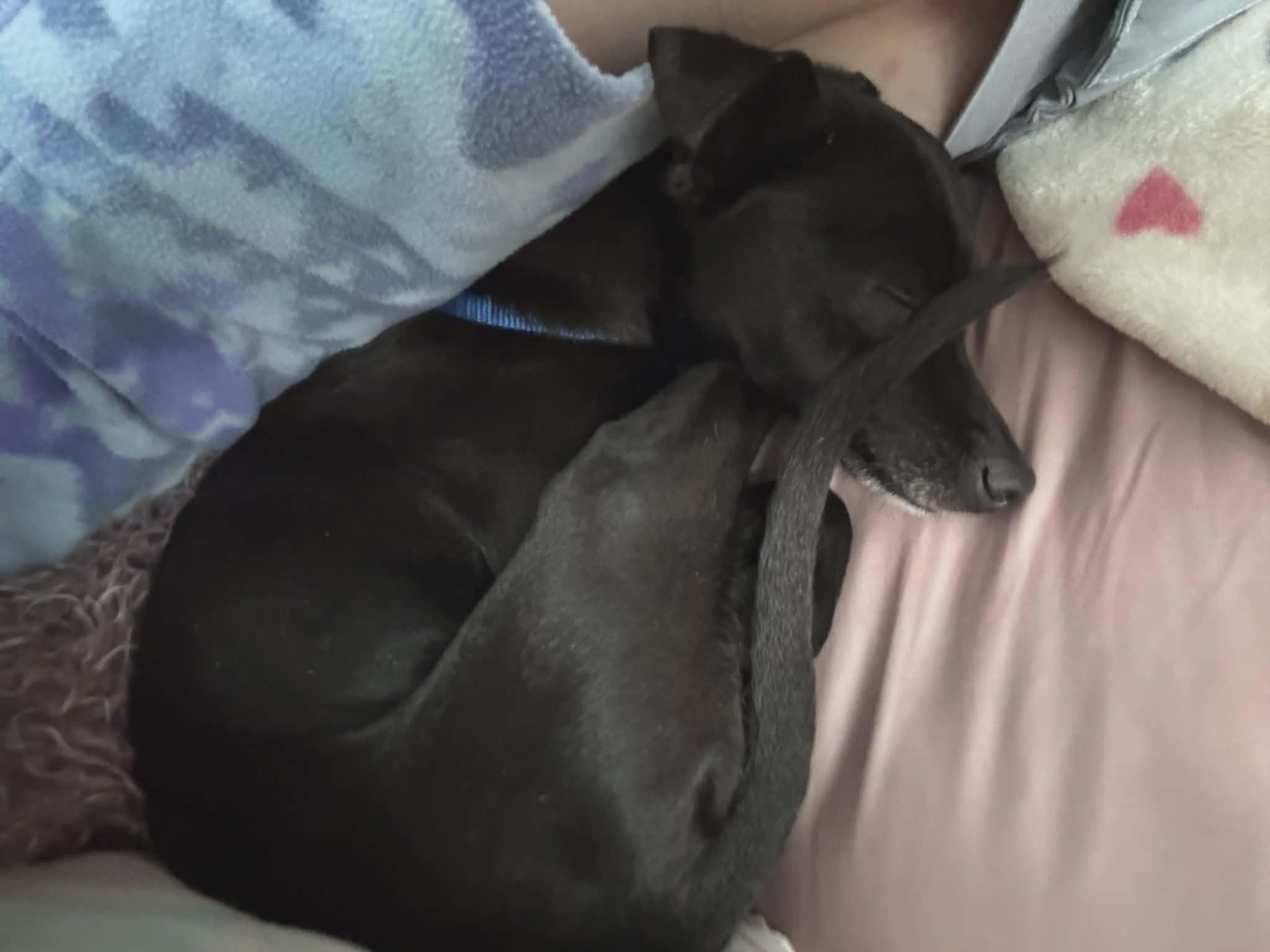 Peggy, an adopted mixed breed in Ellicott City, MD image 4/4