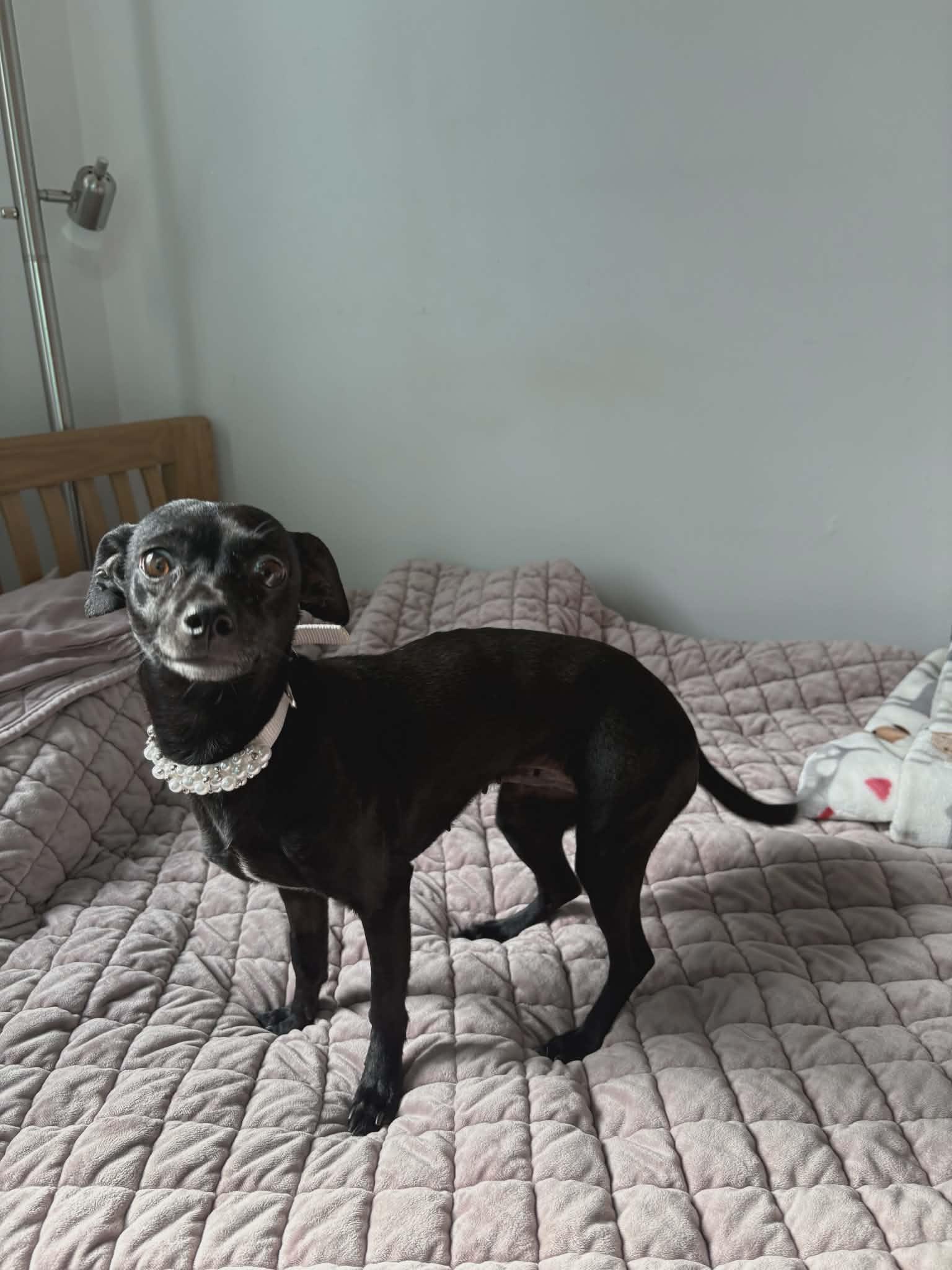 Peggy, an adopted mixed breed in Ellicott City, MD image 2/4