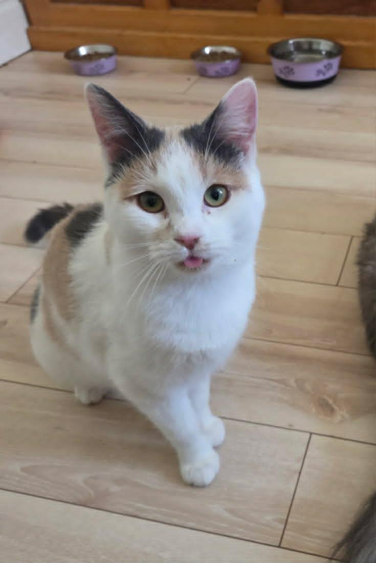 Perla, ADOPTABLE, Adult Female Domestic Short Hair.