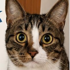 MIdi, a ADOPTABLE Domestic Short Hair in Gastonia, NC image 2/2