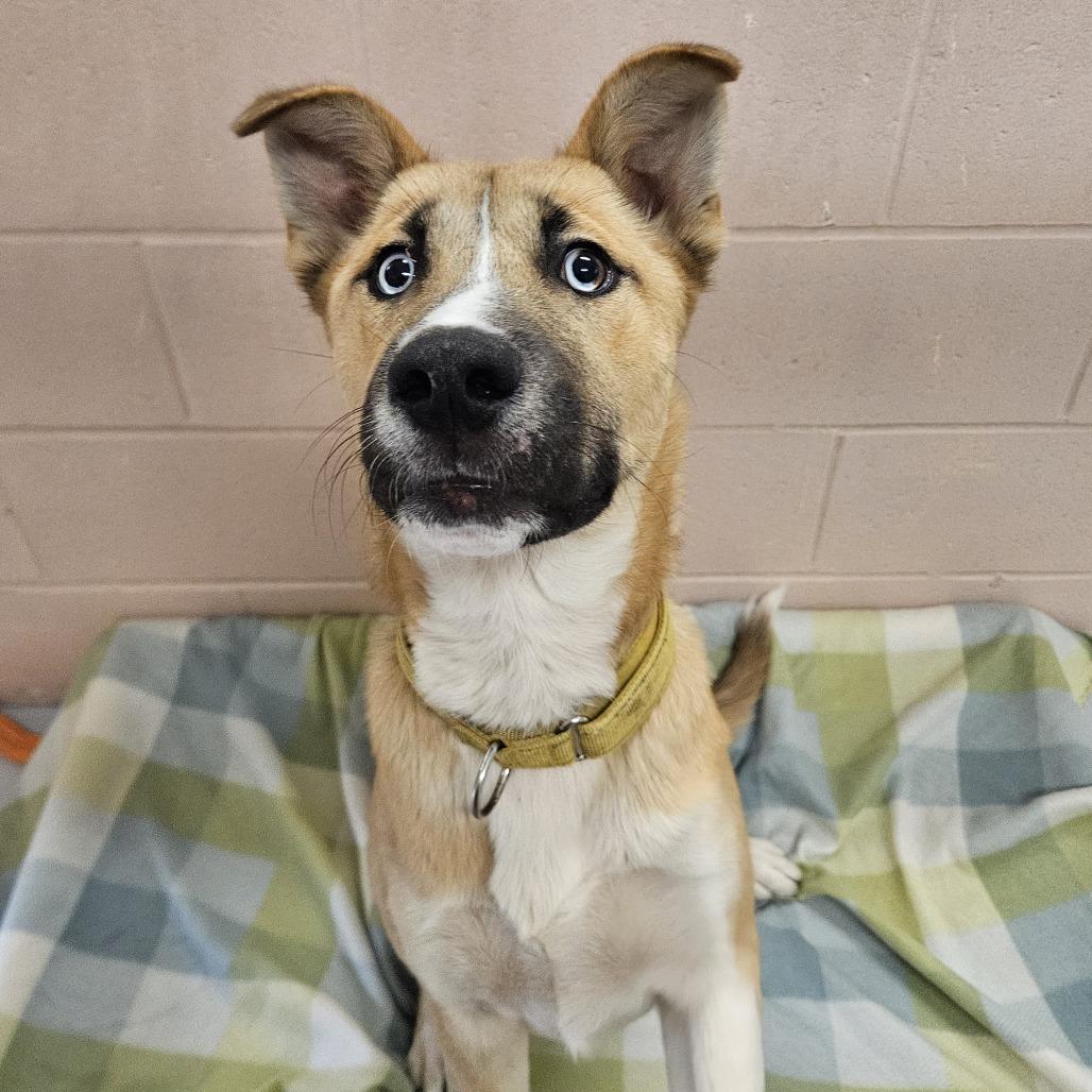 Enlarge Frankie, a Adoptable mixed breed in Conway, NH image 2/4
