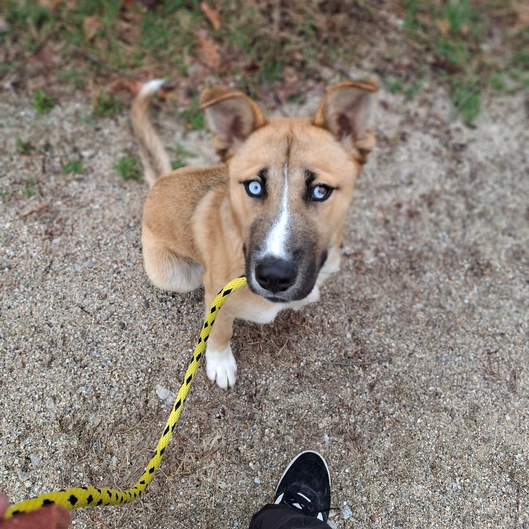 Enlarge Frankie, a Adoptable mixed breed in Conway, NH image 3/4