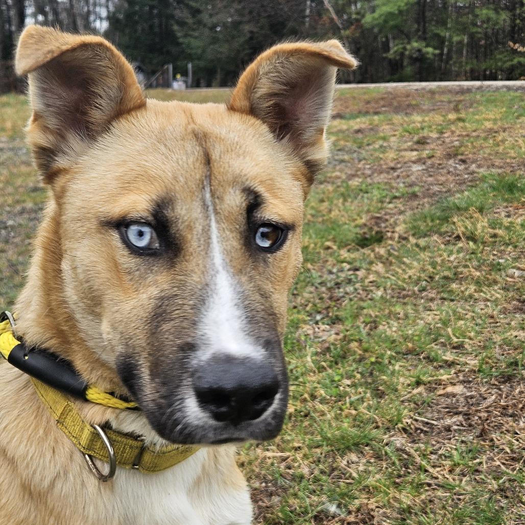 Enlarge Frankie, a Adoptable mixed breed in Conway, NH image 4/4