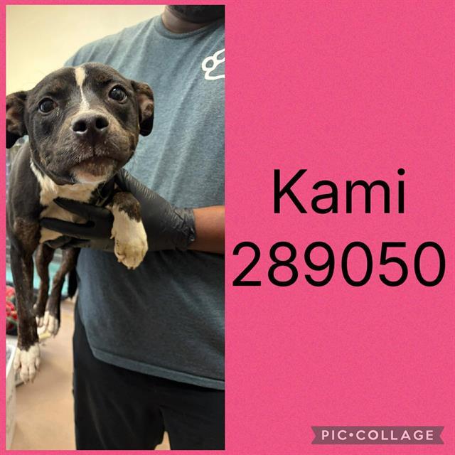 KAMI, Adoptable, Young Female Mixed Breed.