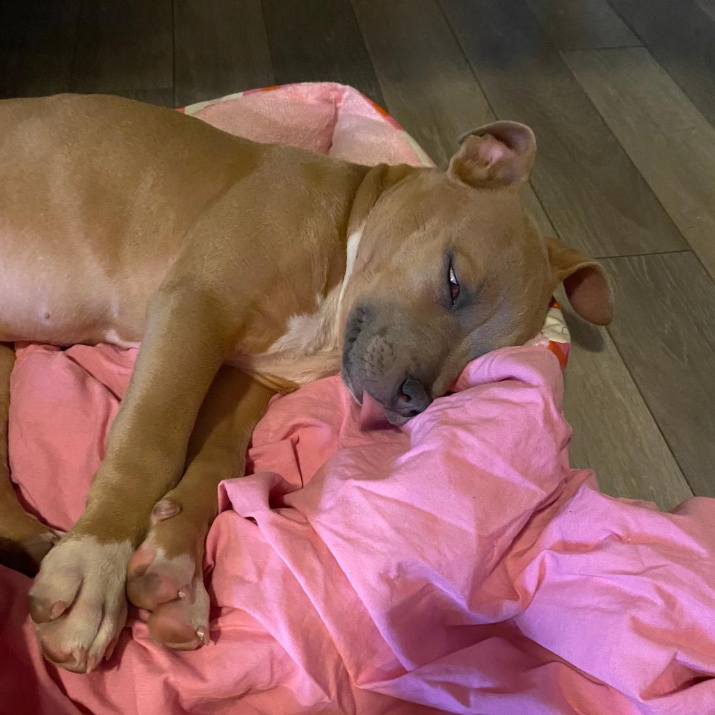 Dior, Adoptable, Puppy Female Pit Bull Terrier.