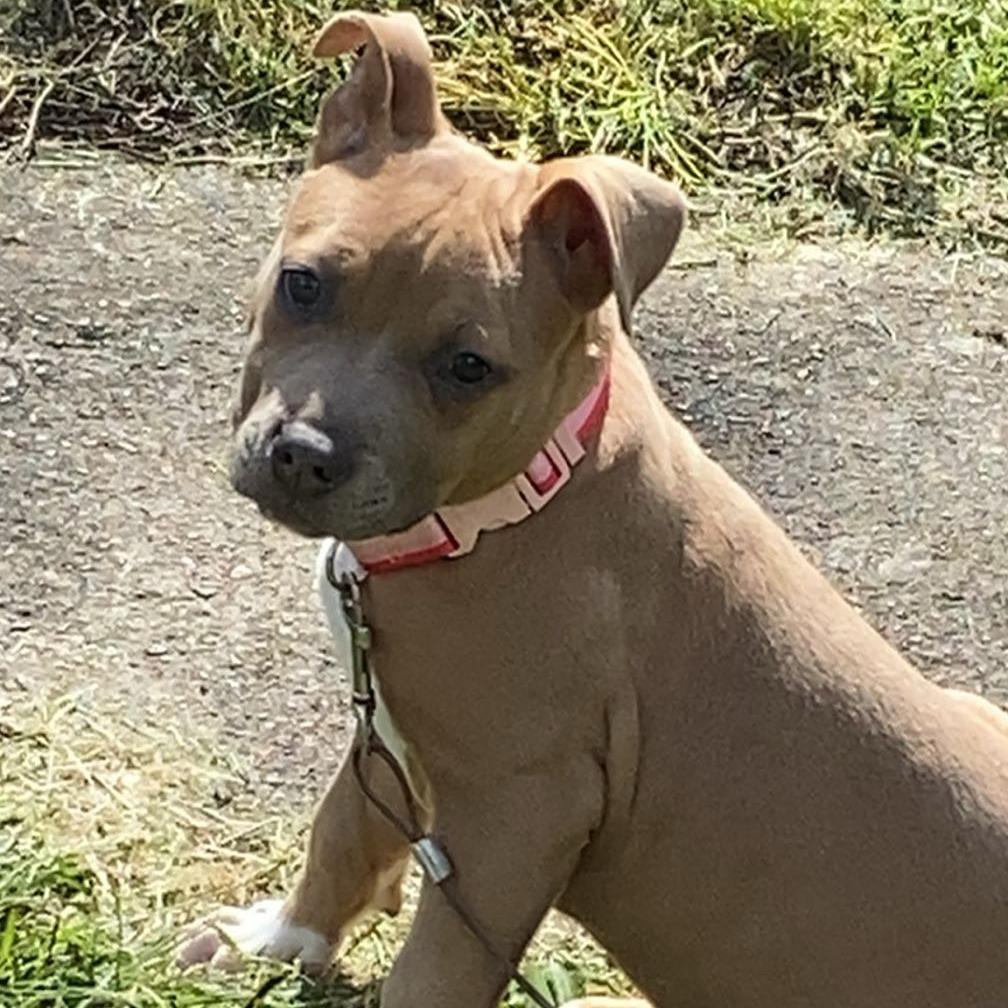 Enlarge Dior, a Adoptable Pit Bull Terrier in Bristol, IN image 2/2