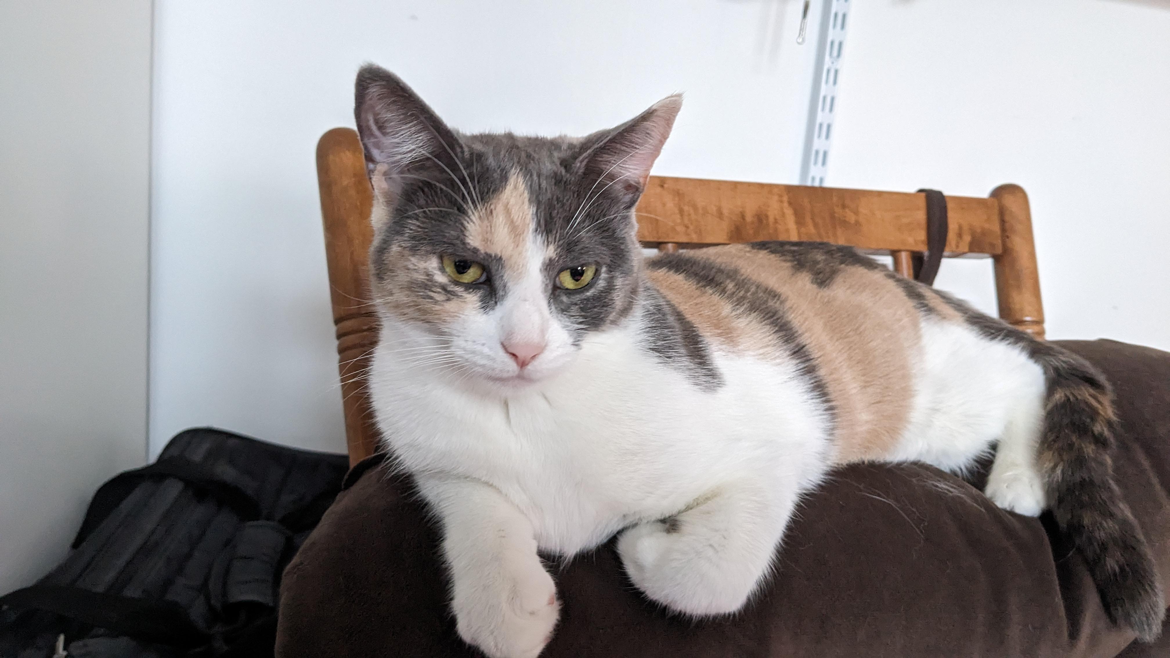 Enlarge Taylor & Tabbie (DUO), a ADOPTABLE Calico in Verdun, QC image 2/6