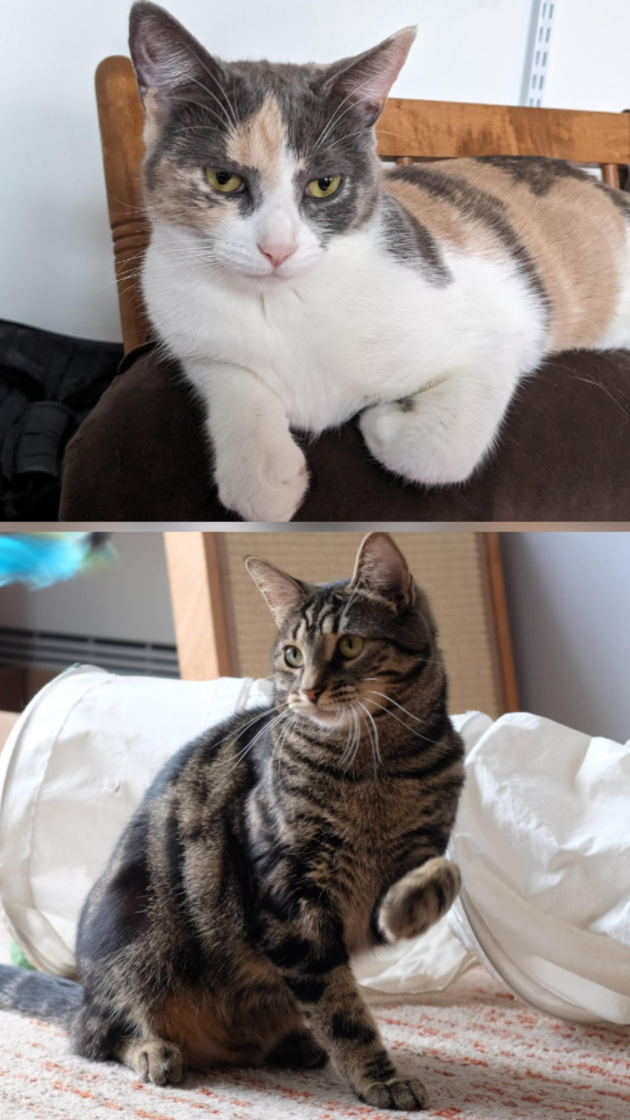 Enlarge Taylor & Tabbie (DUO), a ADOPTABLE Calico in Verdun, QC image 3/6