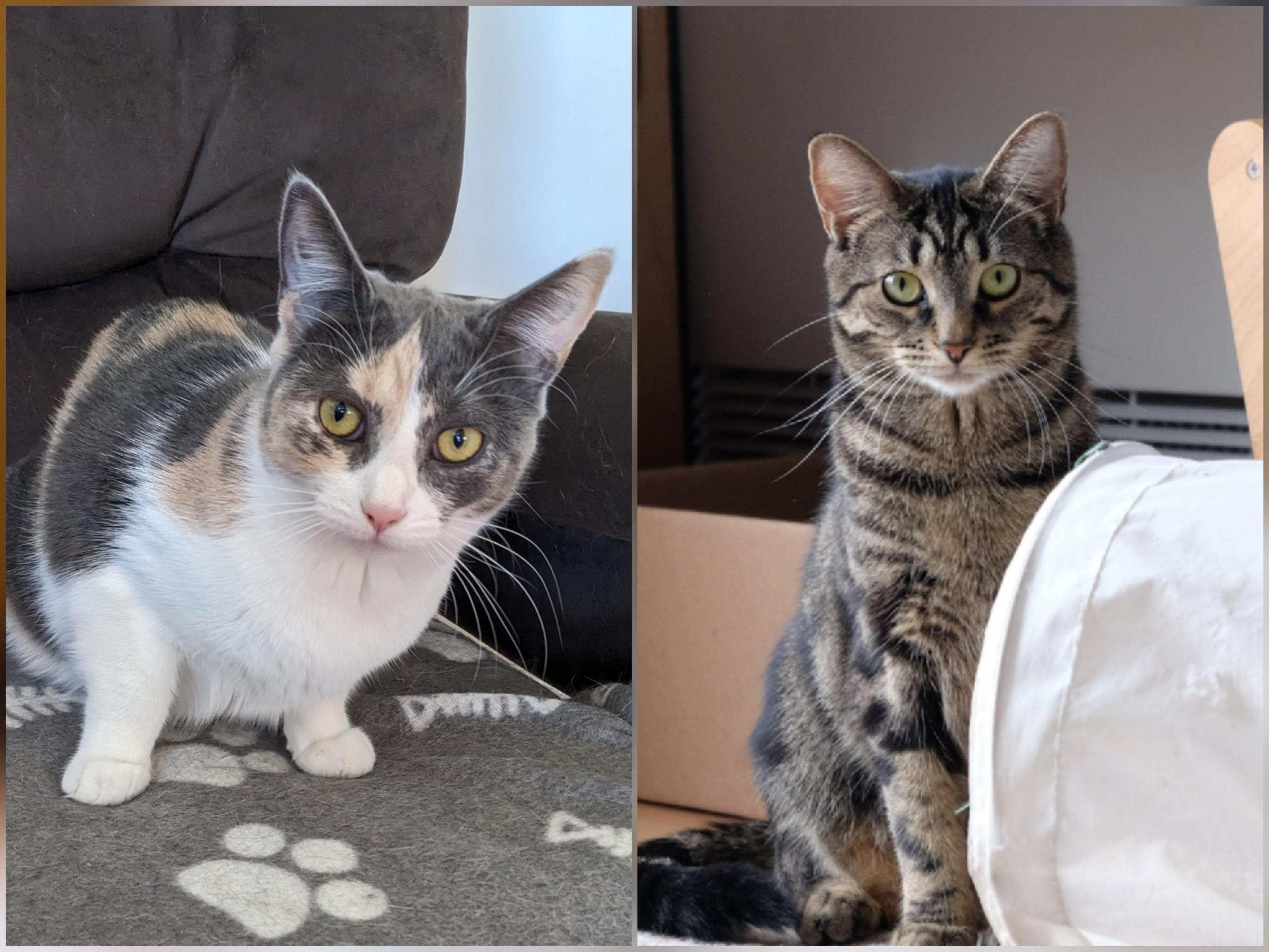 Taylor & Tabbie (DUO), ADOPTABLE, Young Female Calico.