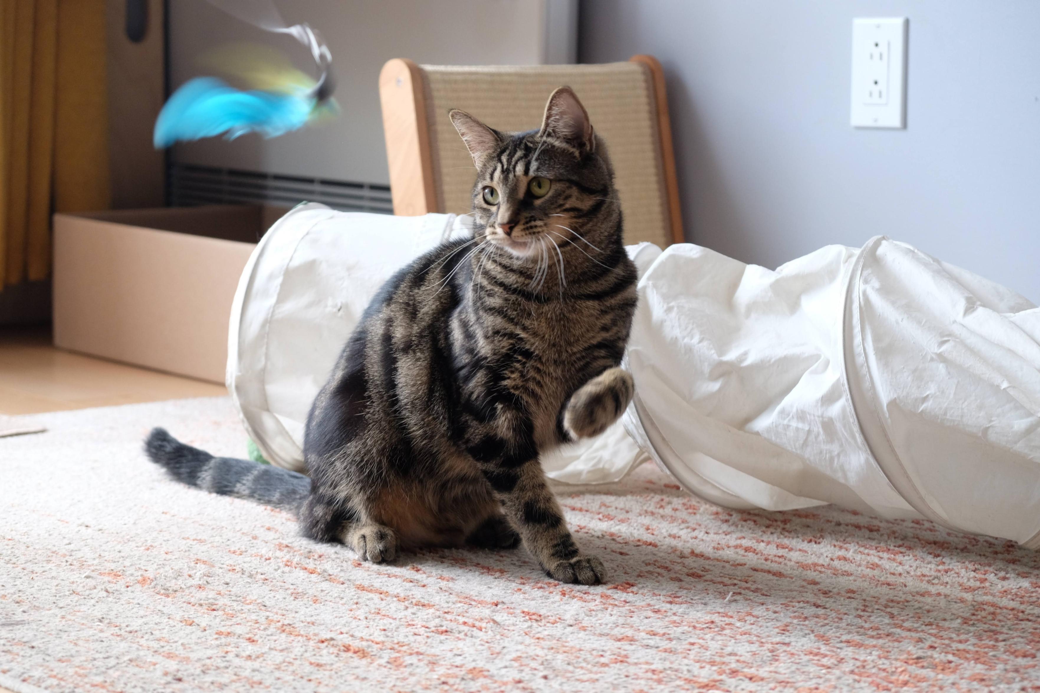 Enlarge Taylor & Tabbie (DUO), a ADOPTABLE Calico in Verdun, QC image 4/6
