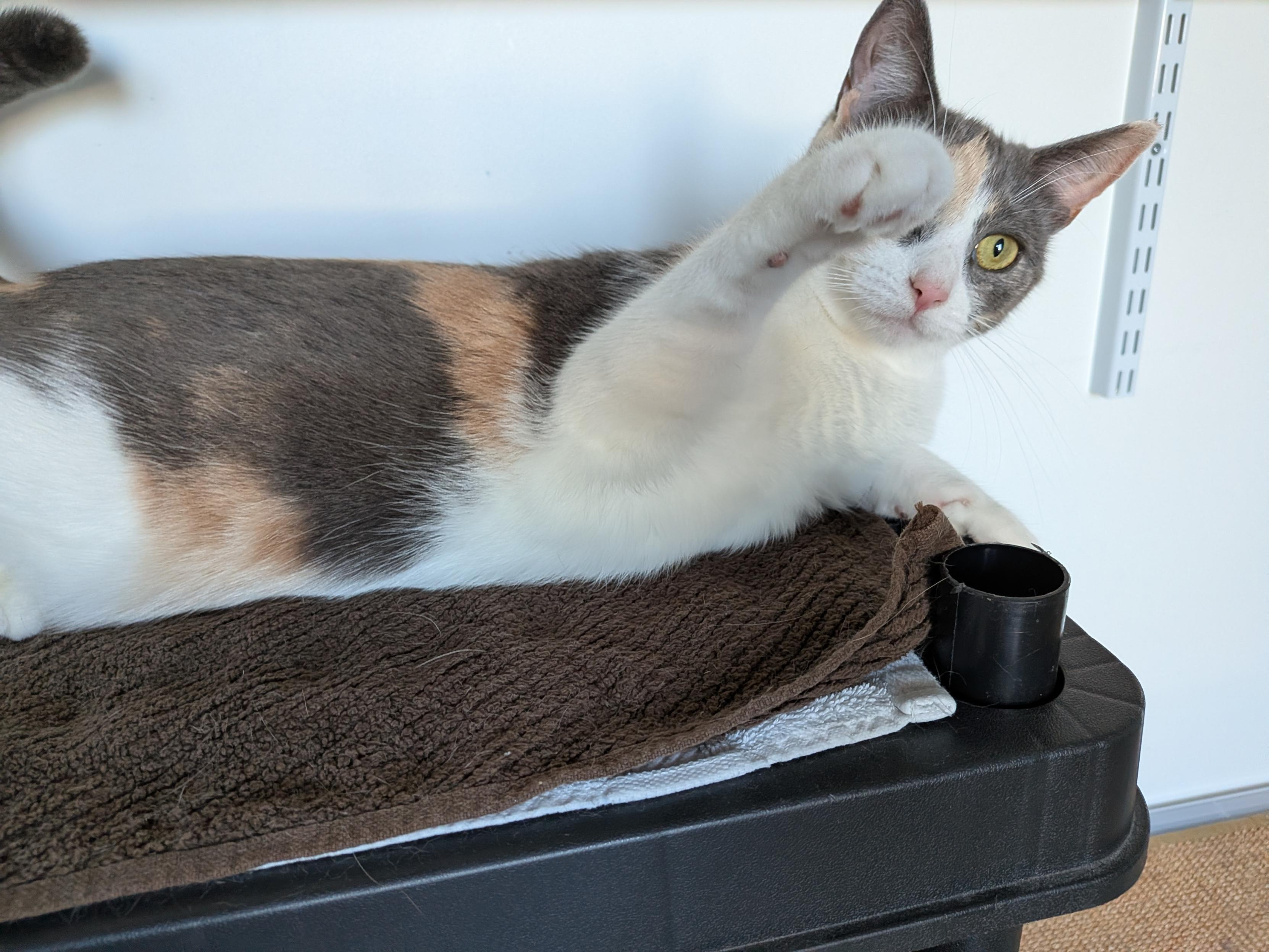 Enlarge Taylor & Tabbie (DUO), a ADOPTABLE Calico in Verdun, QC image 5/6