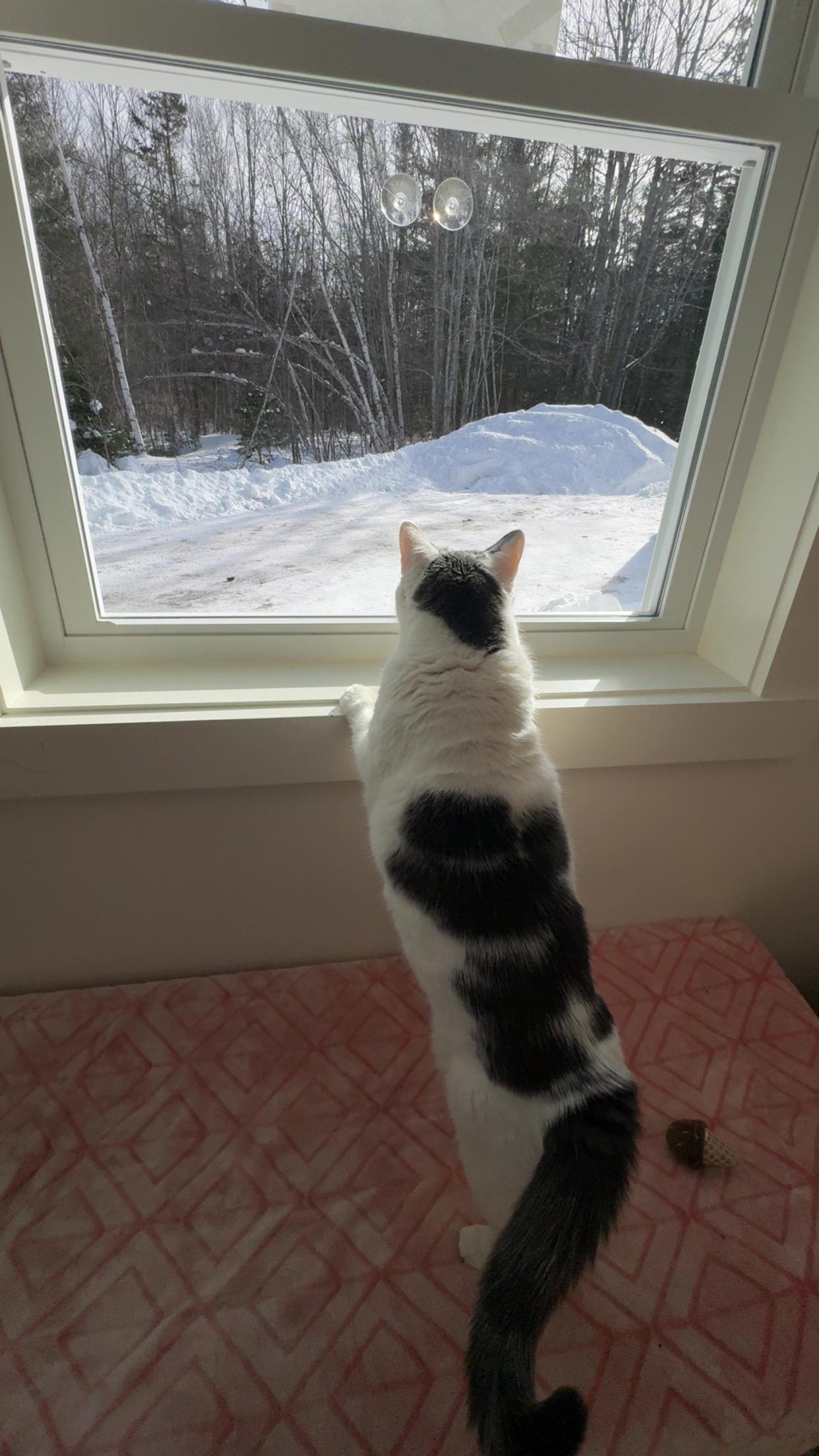 Enlarge Bella, a Adoptable Domestic Short Hair in Cherryfield, ME image 3/4