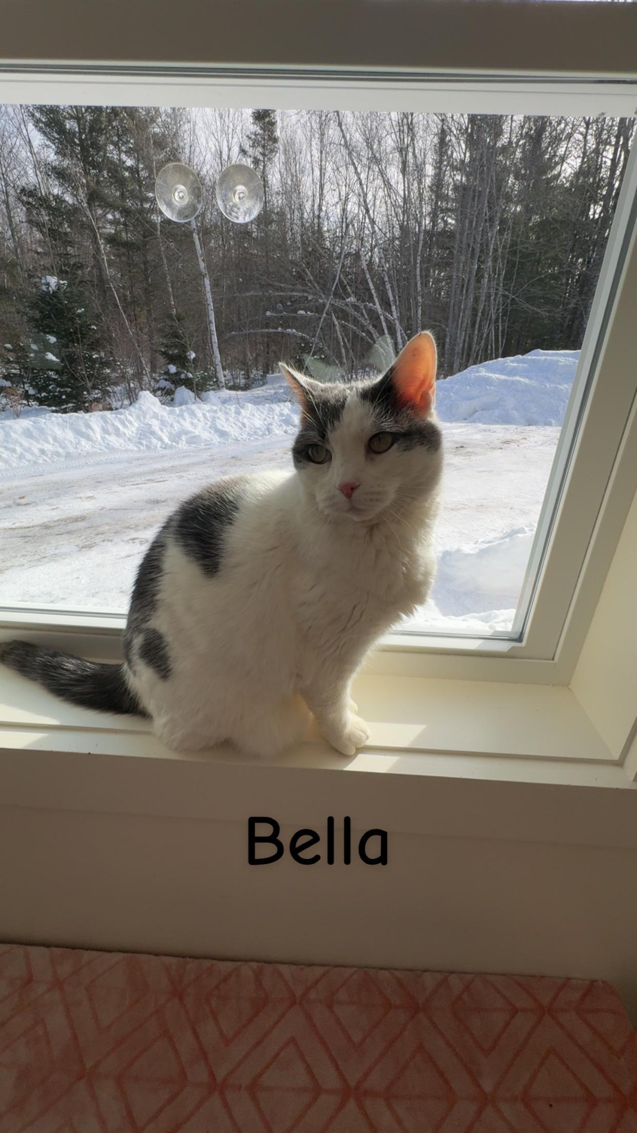 Enlarge Bella, a Adoptable Domestic Short Hair in Cherryfield, ME image 1/4