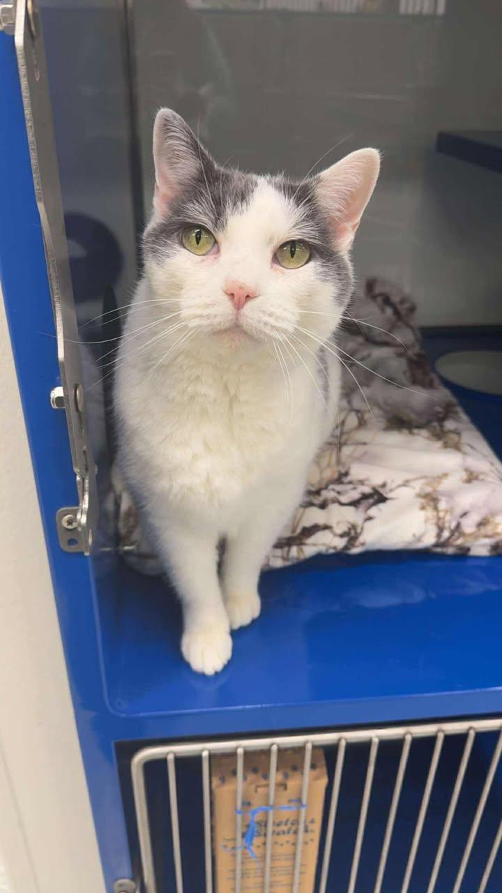 Bella, a Adoptable Domestic Short Hair in Cherryfield, ME image 2/2