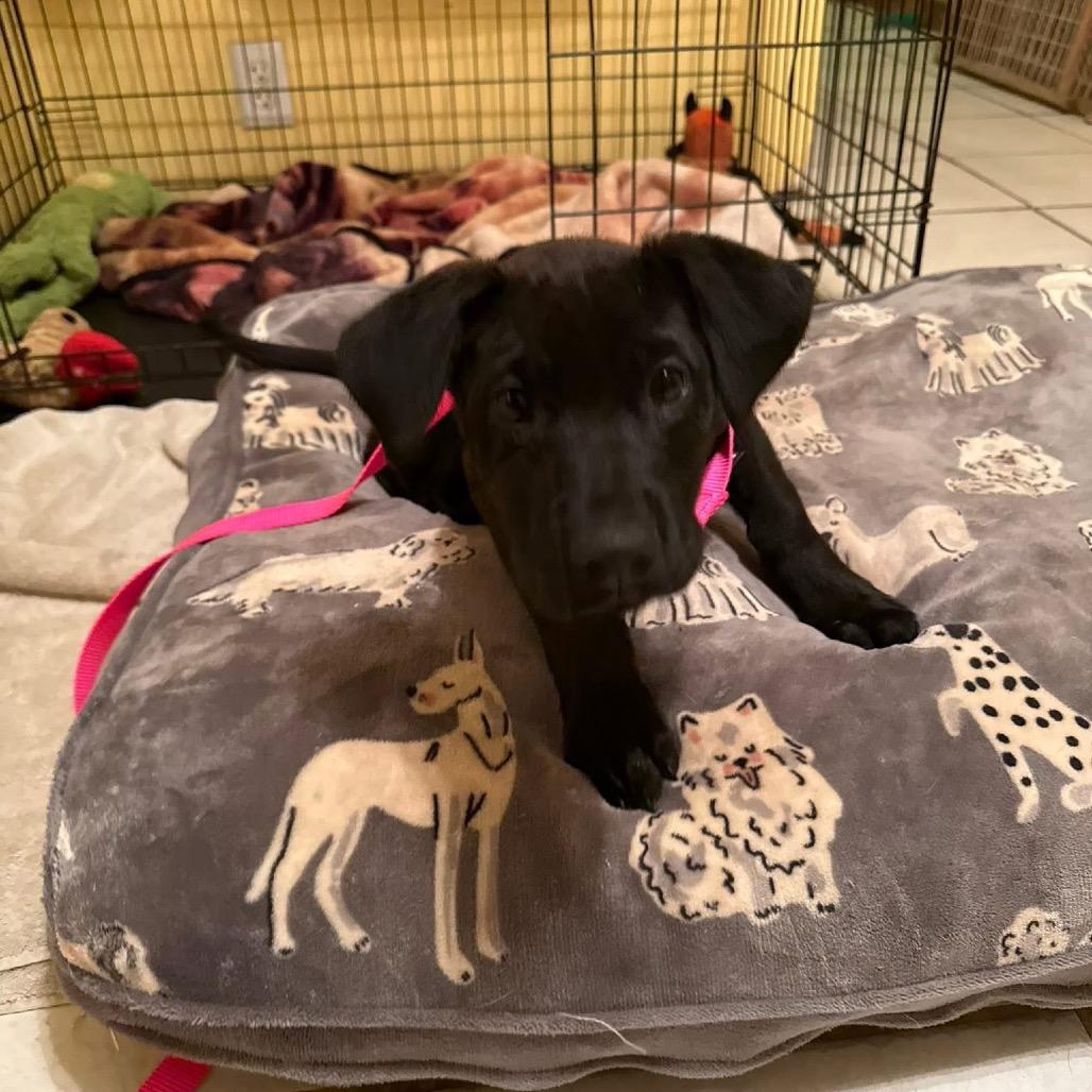 Enlarge Ellington, a Adoptable mixed breed in St. Charles, IL image 1/4