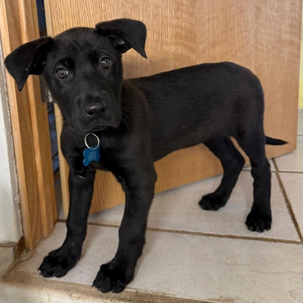 Enlarge Ellington, a Adoptable mixed breed in St. Charles, IL image 2/4