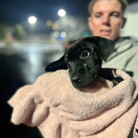 Enlarge Ellington, a Adoptable mixed breed in St. Charles, IL image 3/4