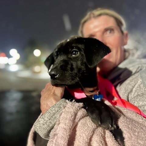 Enlarge Ellington, a Adoptable mixed breed in St. Charles, IL image 4/4