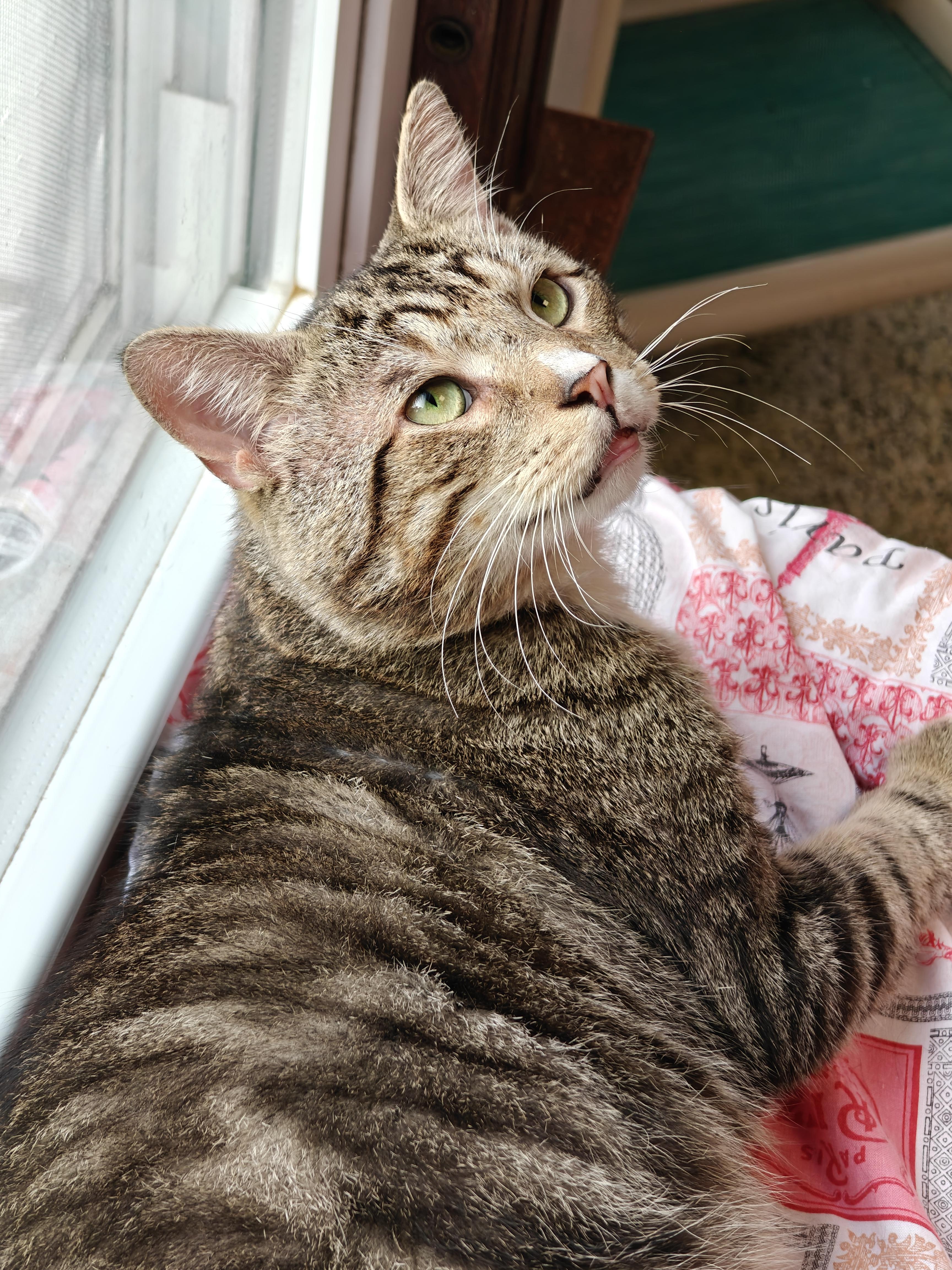 Sweet Boy, a ADOPTABLE Domestic Short Hair in New Britain, CT image 1/6