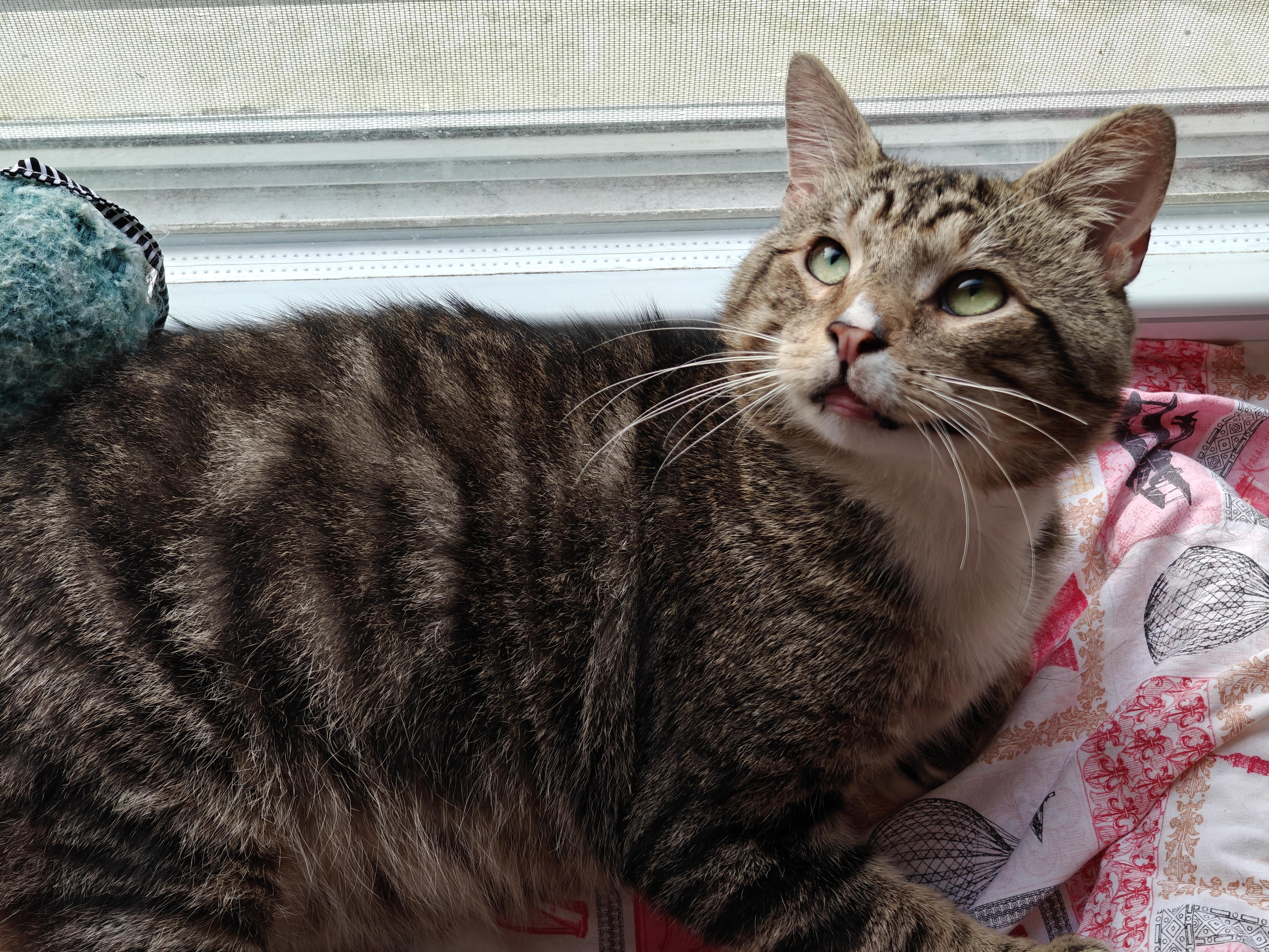 Sweet Boy, a ADOPTABLE Domestic Short Hair in New Britain, CT image 6/6