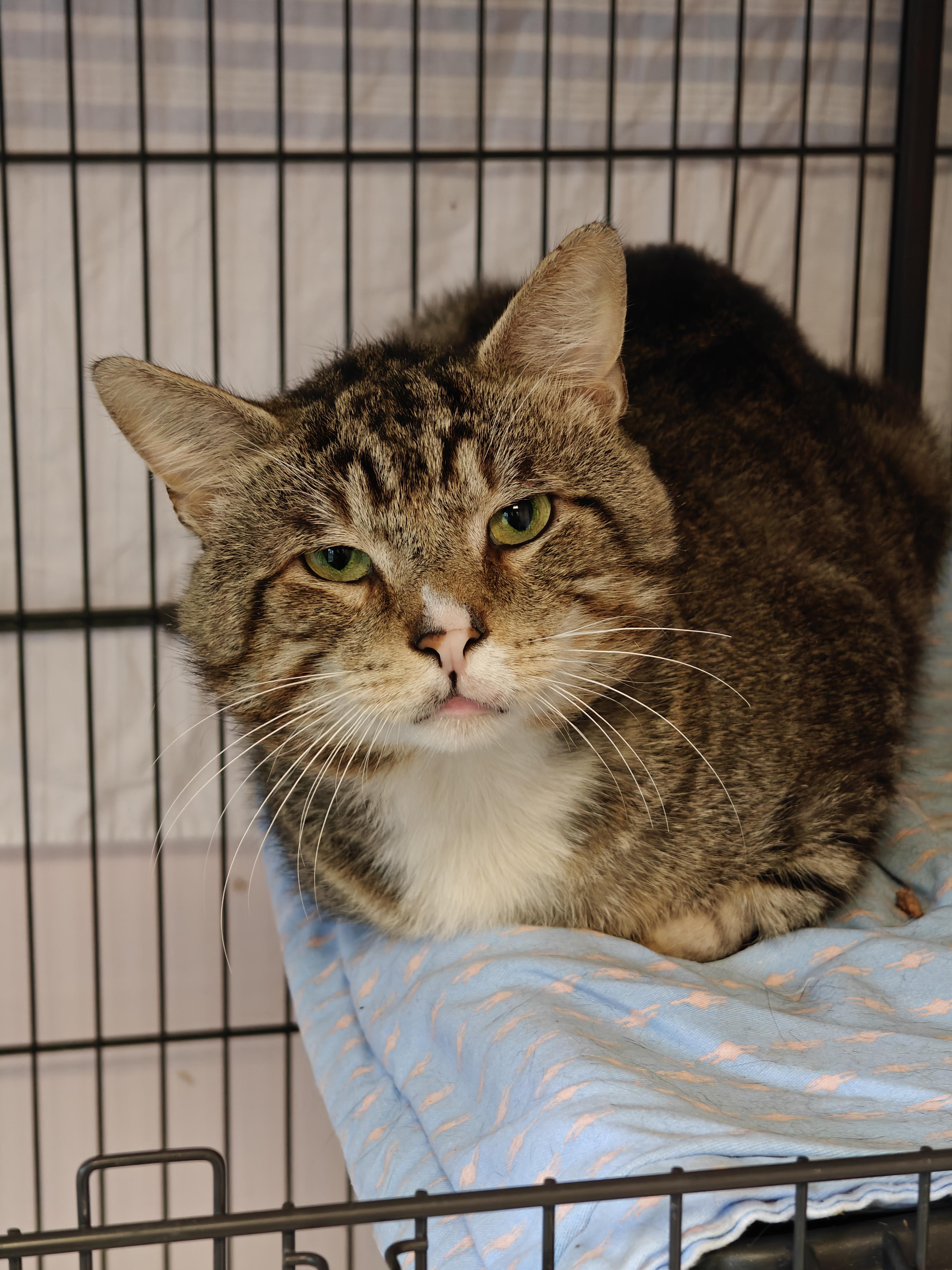 Sweet Boy, a ADOPTABLE Domestic Short Hair in New Britain, CT image 5/6