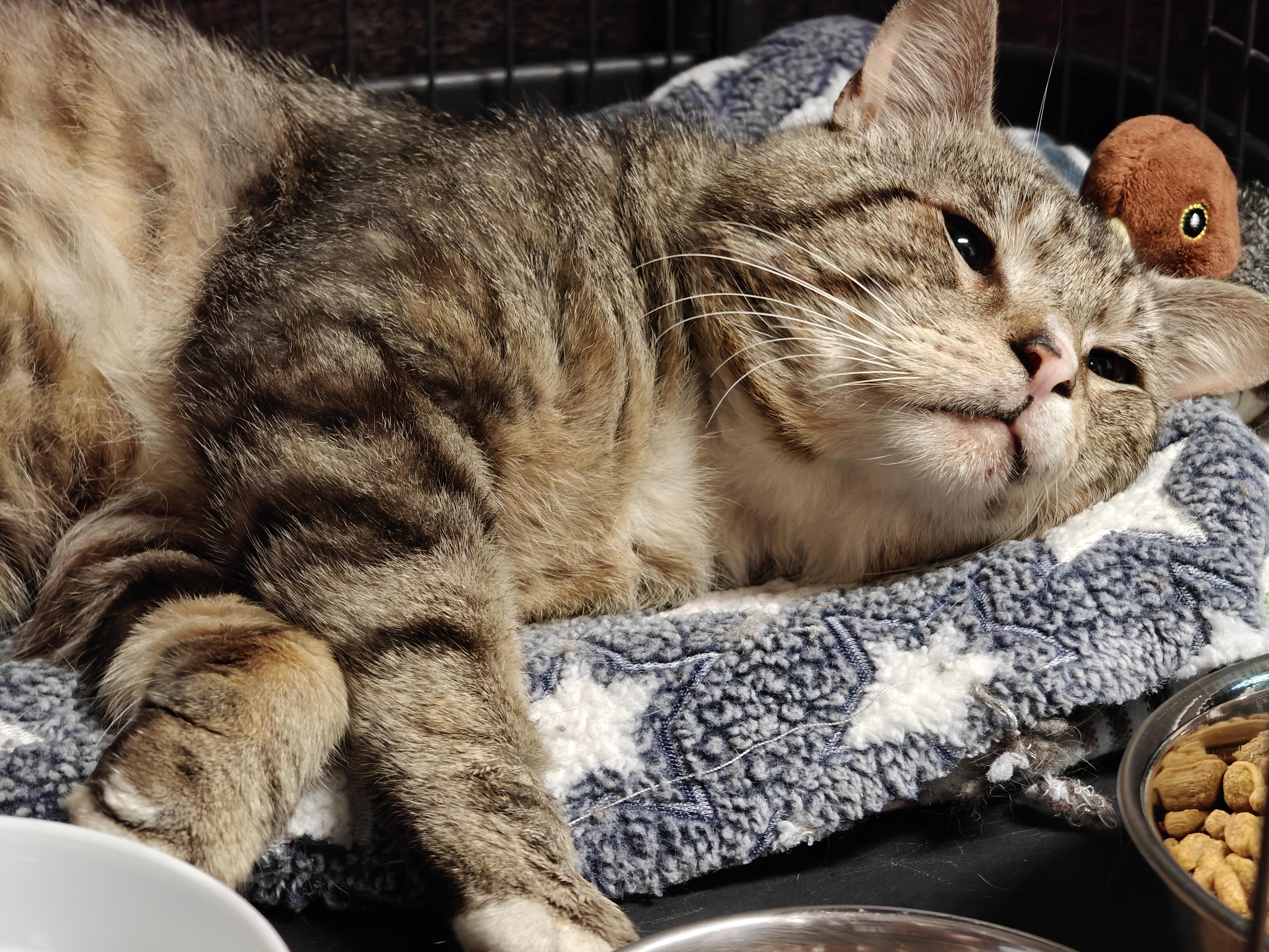 Sweet Boy, a ADOPTABLE Domestic Short Hair in New Britain, CT image 3/6