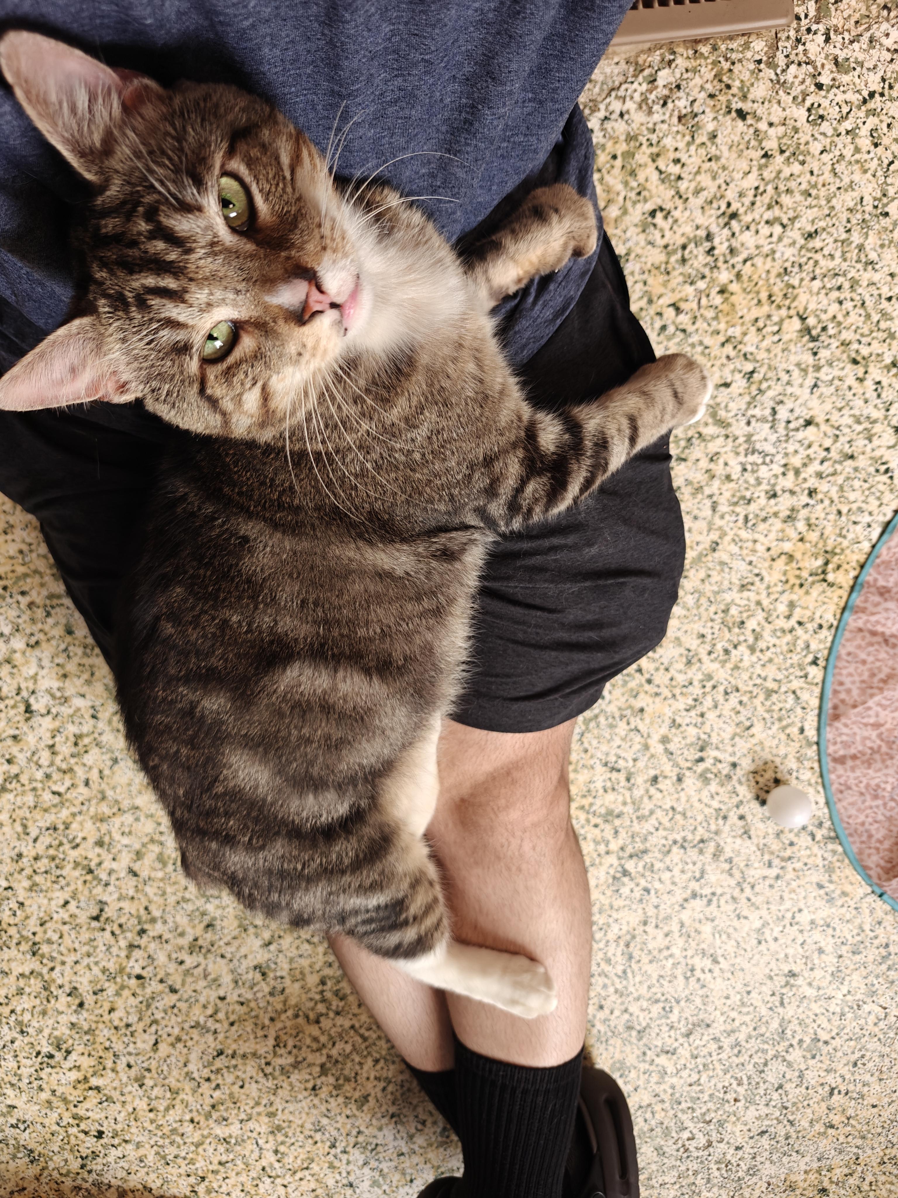 Sweet Boy, a ADOPTABLE Domestic Short Hair in New Britain, CT image 2/6