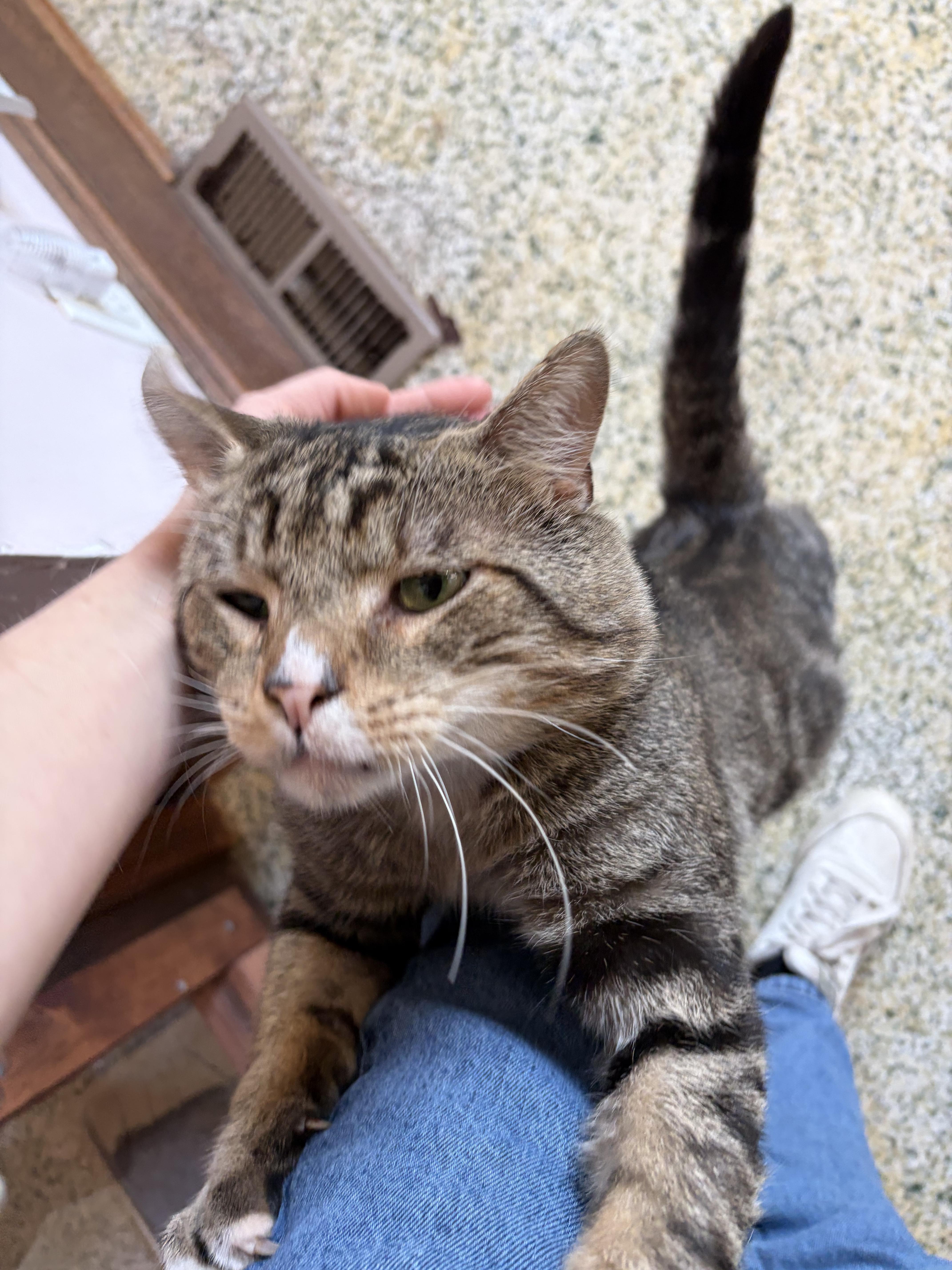 Sweet Boy, a ADOPTABLE Domestic Short Hair in New Britain, CT image 1/6