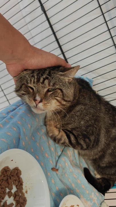 Enlarge Sweet Boy, a ADOPTABLE Domestic Short Hair in New Britain, CT video 4/6