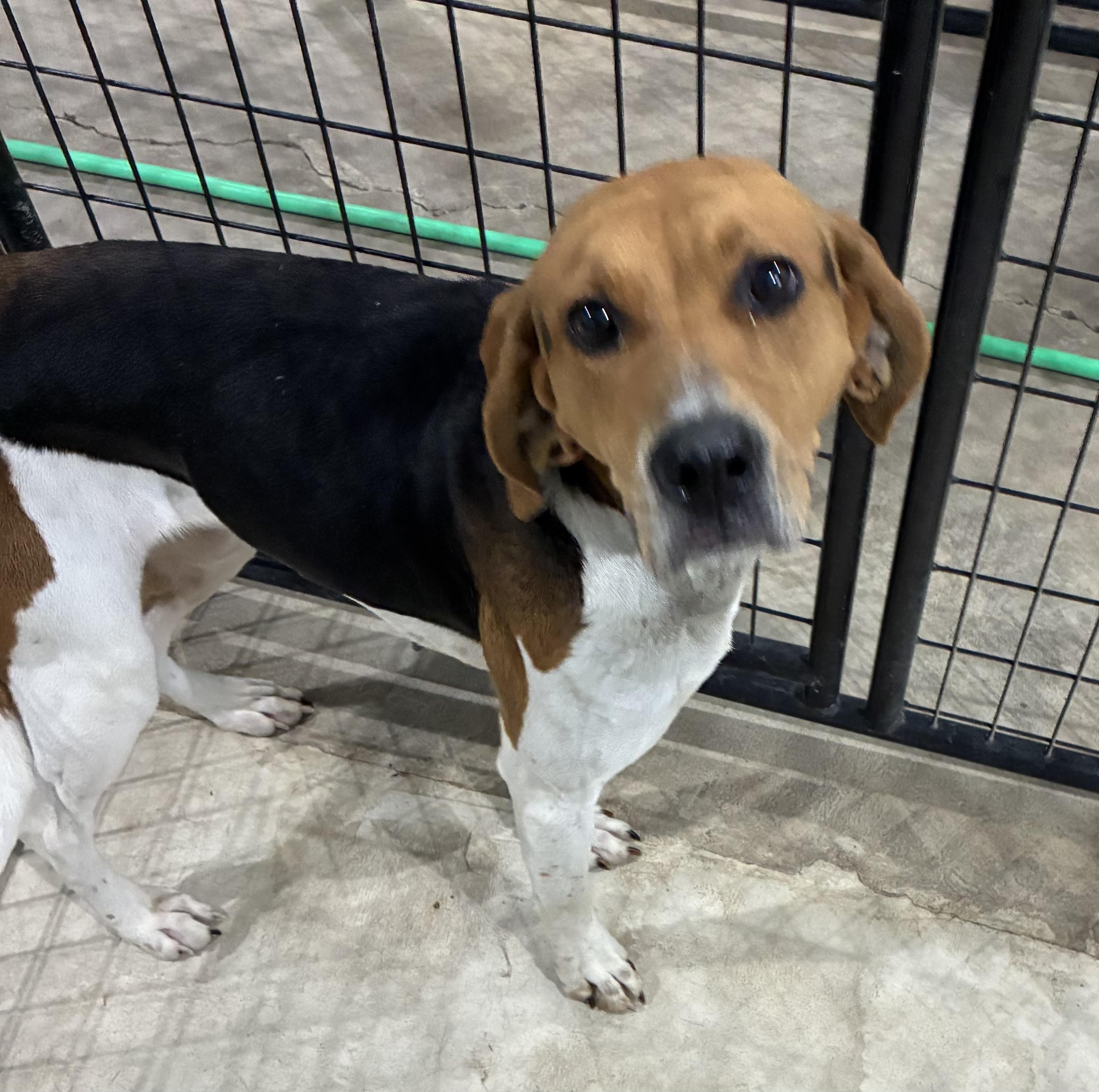 Penny, an adopted mixed breed in St Henry, OH image 1/2