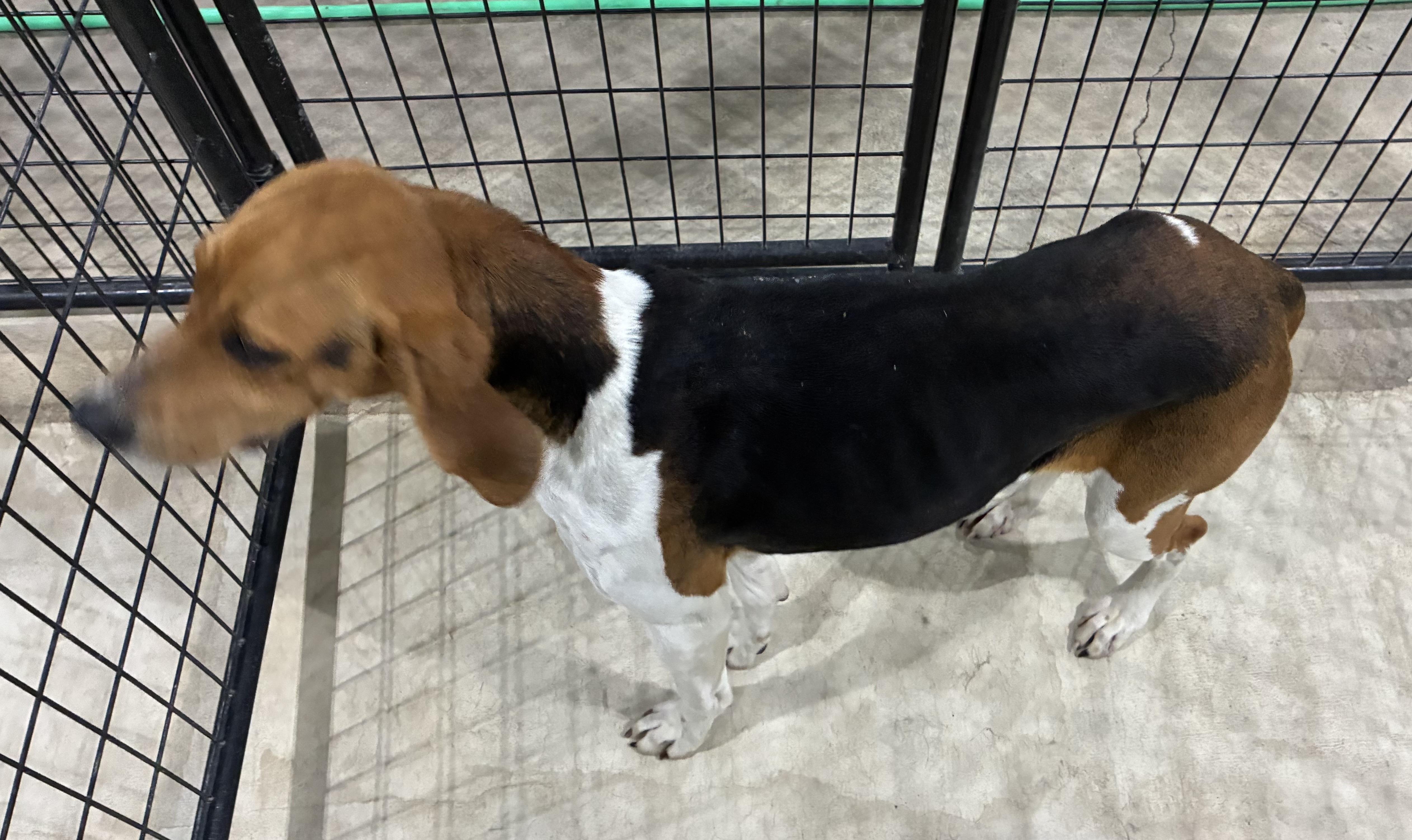 Penny, an adopted mixed breed in St Henry, OH image 2/2