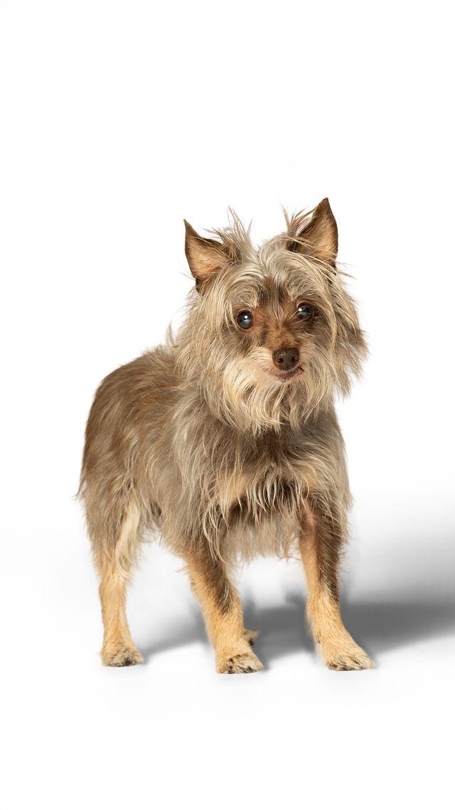 Enlarge Cheerio, a Adoptable mixed breed in Myakka City, FL image 2/3