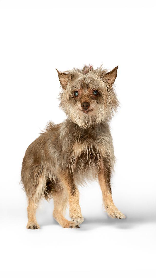 Enlarge Cheerio, a Adoptable mixed breed in Myakka City, FL image 3/3