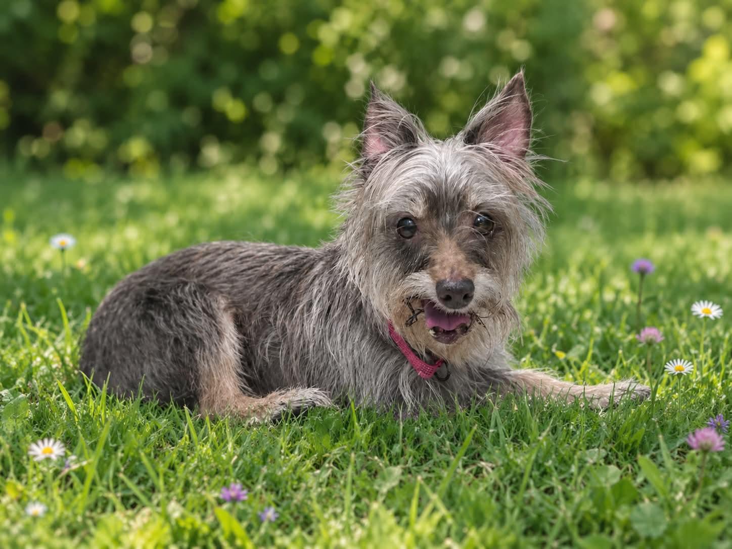 Cheerio, Adoptable, Senior Female Yorkshire Terrier.